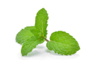 Mint Leaves/Pudina (UAE)